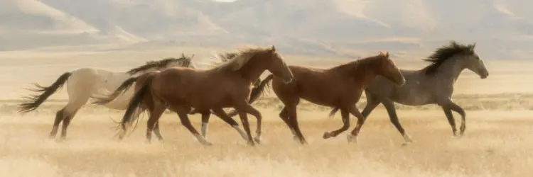 dlaczego koń jest agresywny